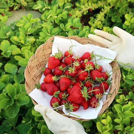 Villa Trullo Divina Selva Di Fasano