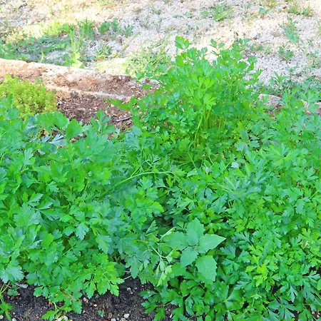 Trullo Divina Selva Di Fasano