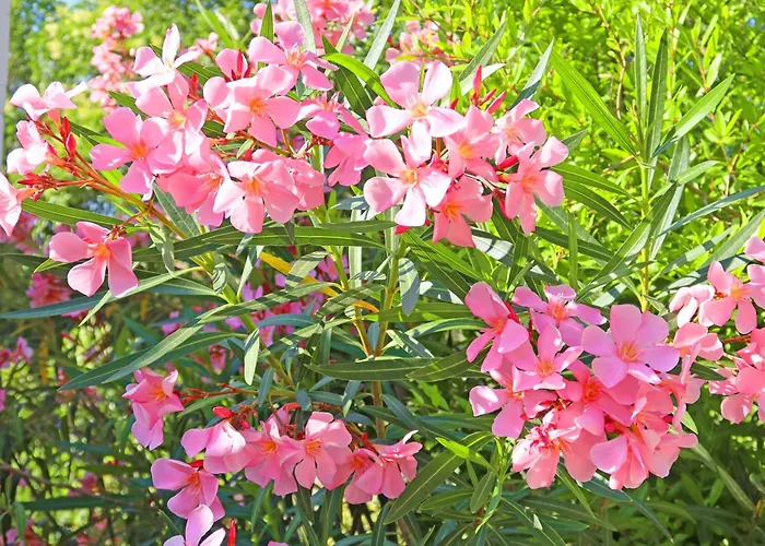 Trullo Divina Βίλα