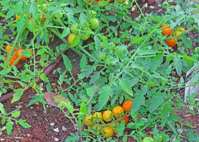 Trullo Divina Βίλα