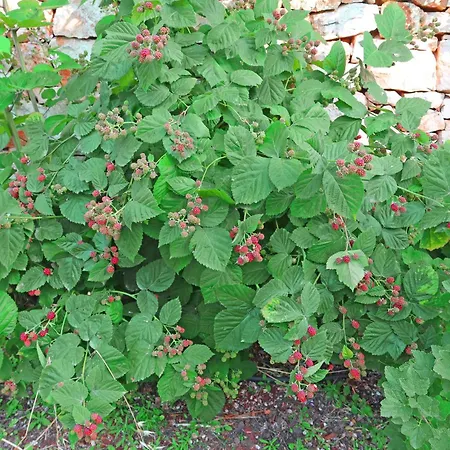 וילה Trullo Divina